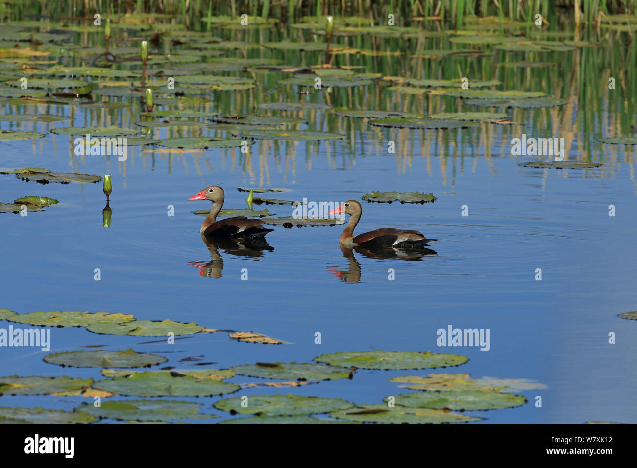 Schwarz-bellied pfeifen - Enten (Dendrocygna autumnalis) Schwimmen, Trinidad und Tobago. Stockfoto