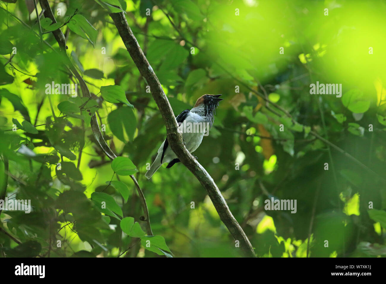 Bärtige bellbird (Procnias averano) Aufruf, Trinidad und Tobago. Stockfoto