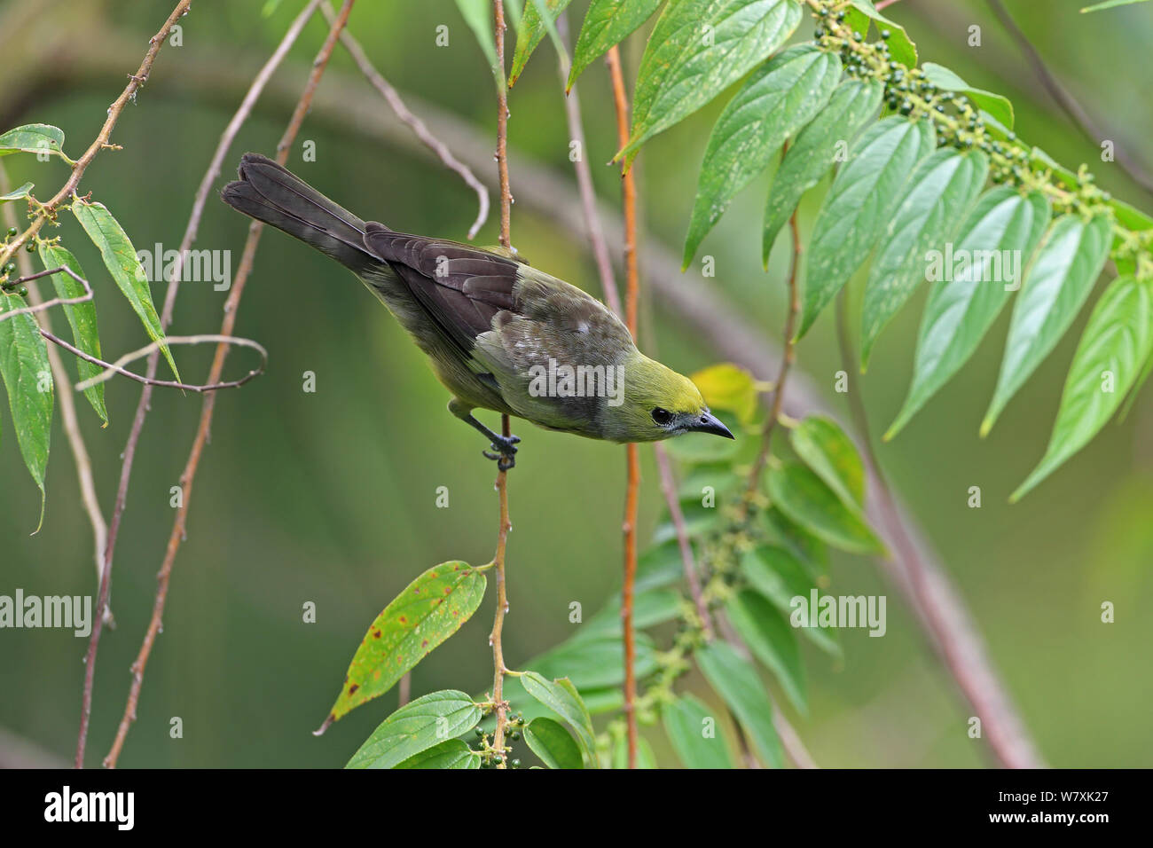 Palm tanager (Thraupis palmarum), Trinidad. Stockfoto