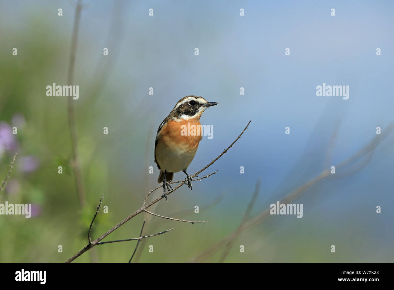 Braunkehlchen (Saxicola rubetra) thront, Lesbos, Griechenland, Mai. Stockfoto