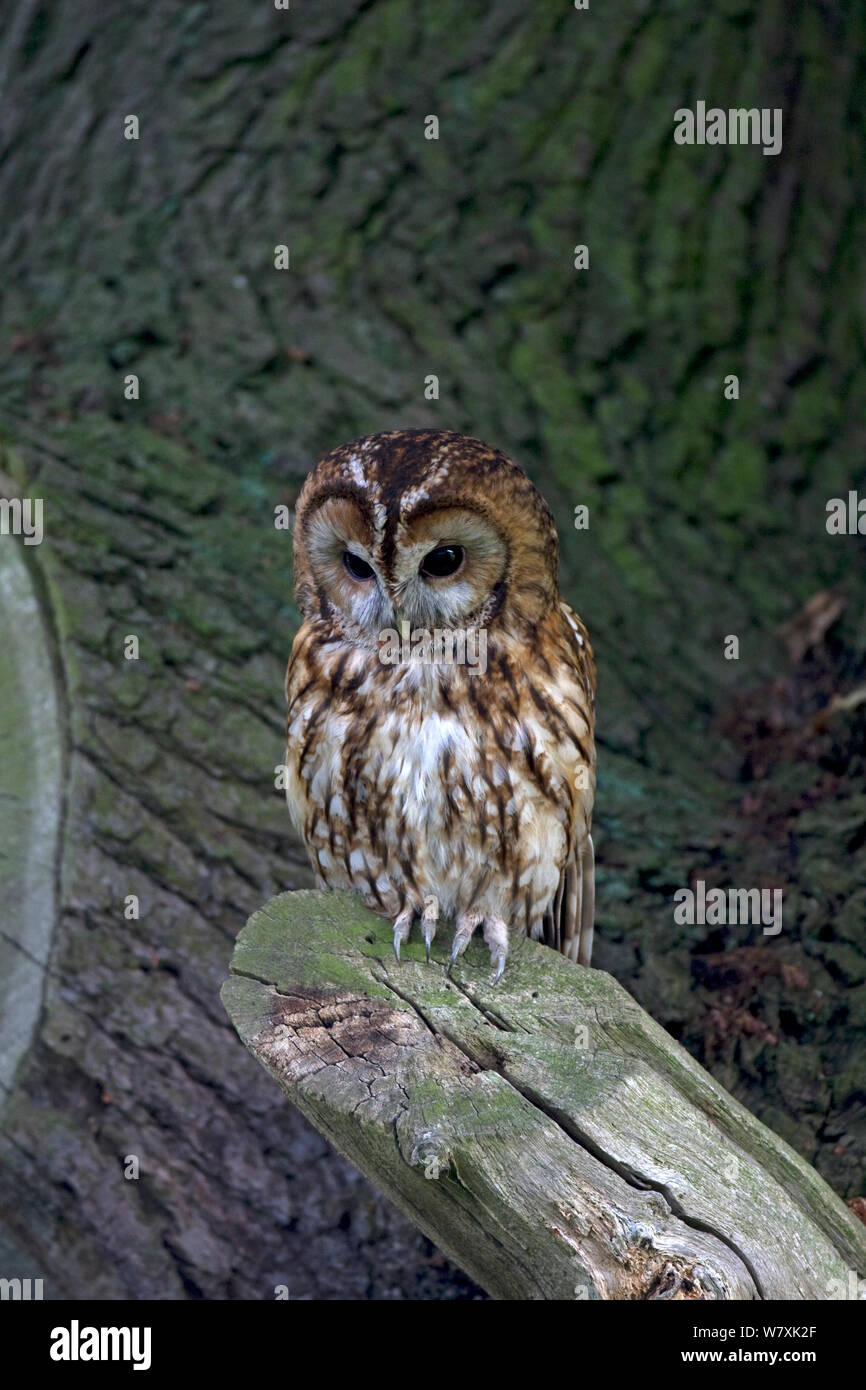 Waldkauz (Strix aluco) Anmelden thront, Spaldington, Yorkshire, Großbritannien, Juli. Stockfoto