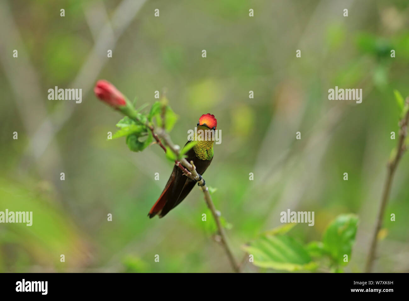 Ruby Topaz (Chrysolampis mosquitus) Trinidad und Tobago. Stockfoto