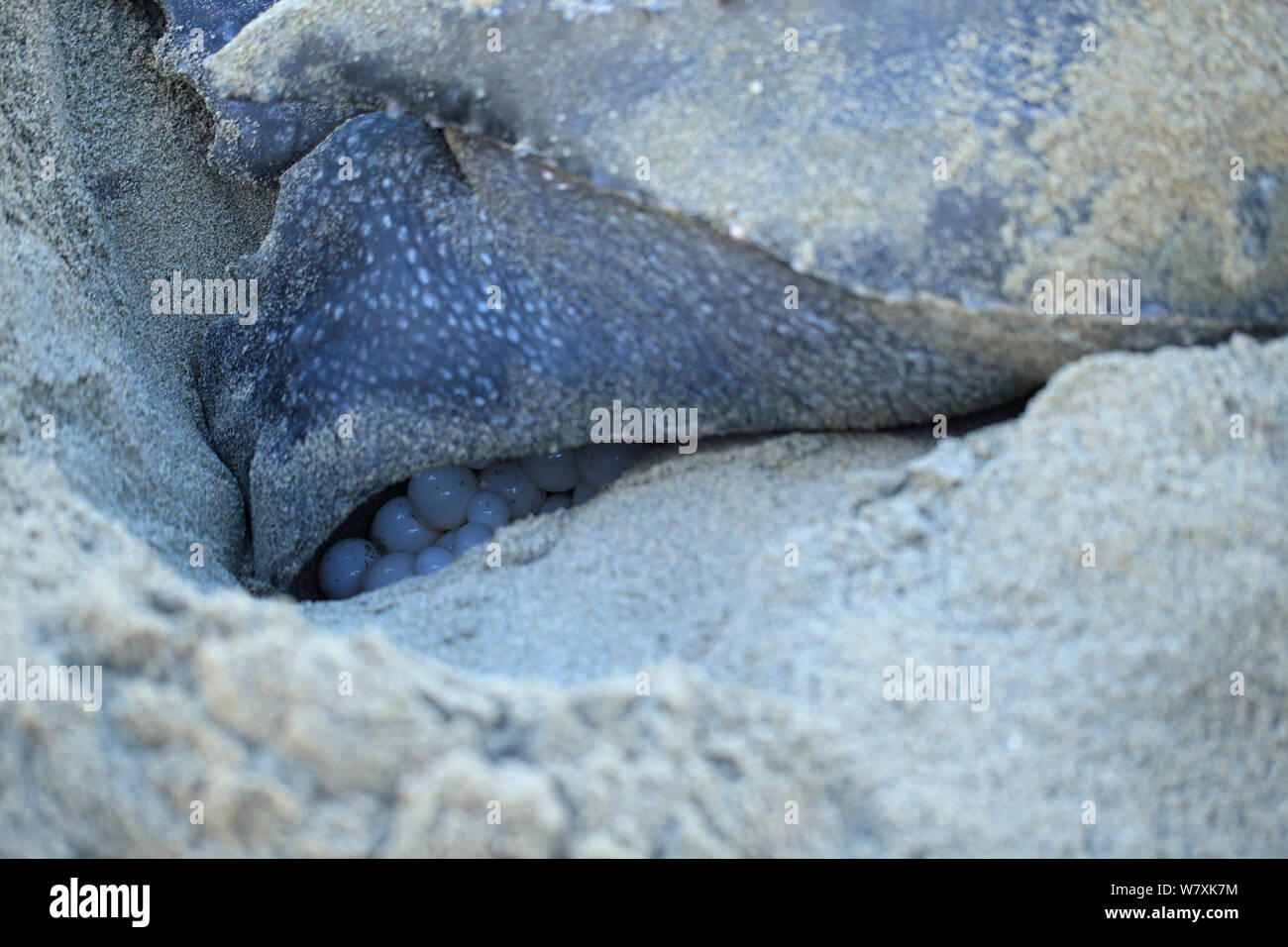 Lederschildkröte (dermochelys Coriacea) Eier, Trinidad und Tobago. Stockfoto