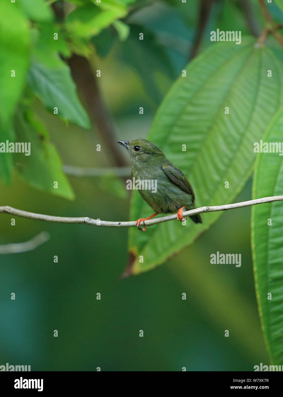 Weiß-bärtigen manakin (Manacus manacus) thront, Trinidad und Tobago. Stockfoto Weiß-bärtigen manakin (Manacus manacus) thront, Trinidad und Tobago. Stockfoto