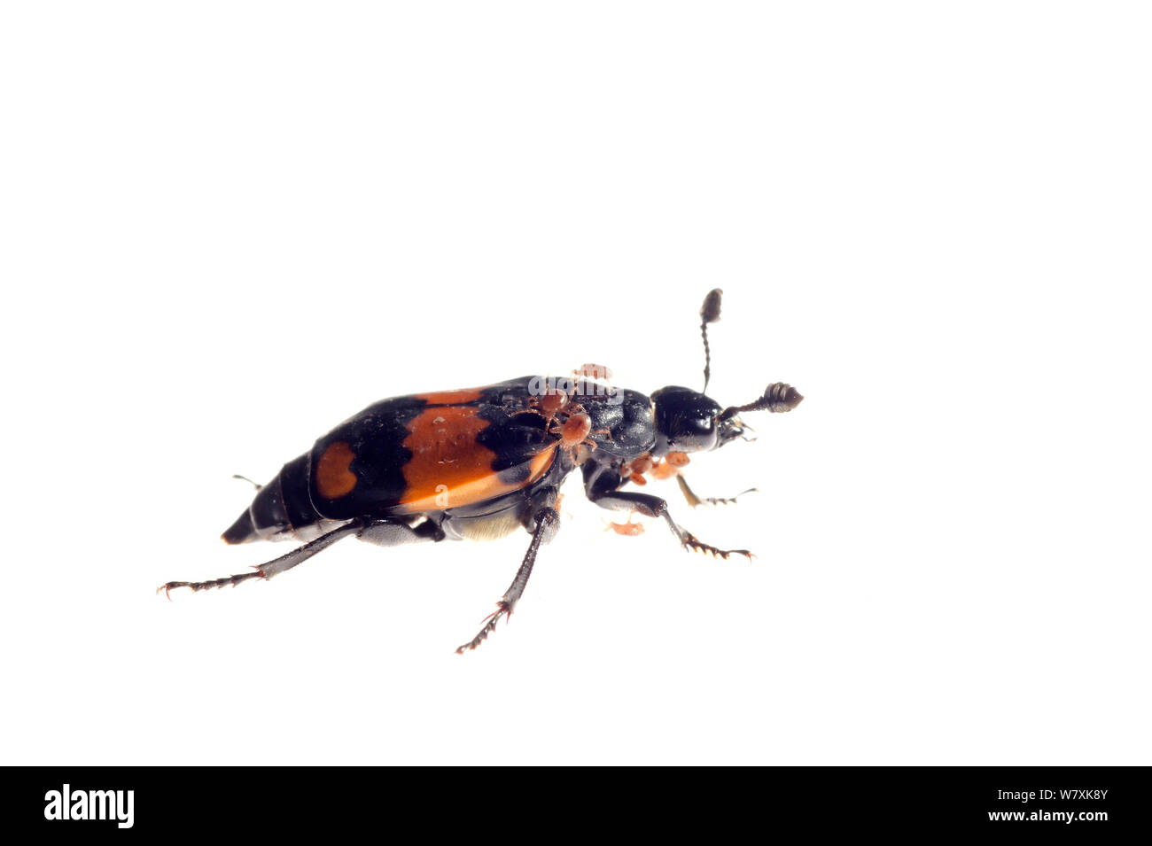 Vergraben Käfer (Nicrophorus investigator) De Moeren Nature Reserve, Zundert, Niederlande, Mai. meetyourneighbors.net Projekt Stockfoto