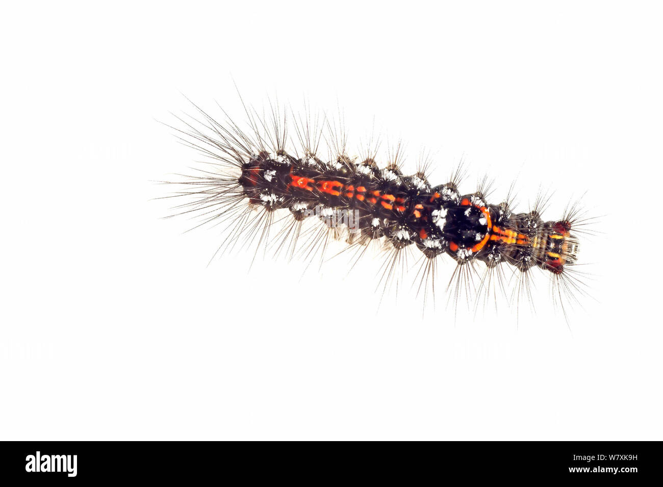 Caterpillar Larven der Gelb-Schwanz Motte (Euproctis Imilis) De Moeren Nature Reserve, Zundert, Niederlande, April. meetyourneighbors.net Projekt Stockfoto