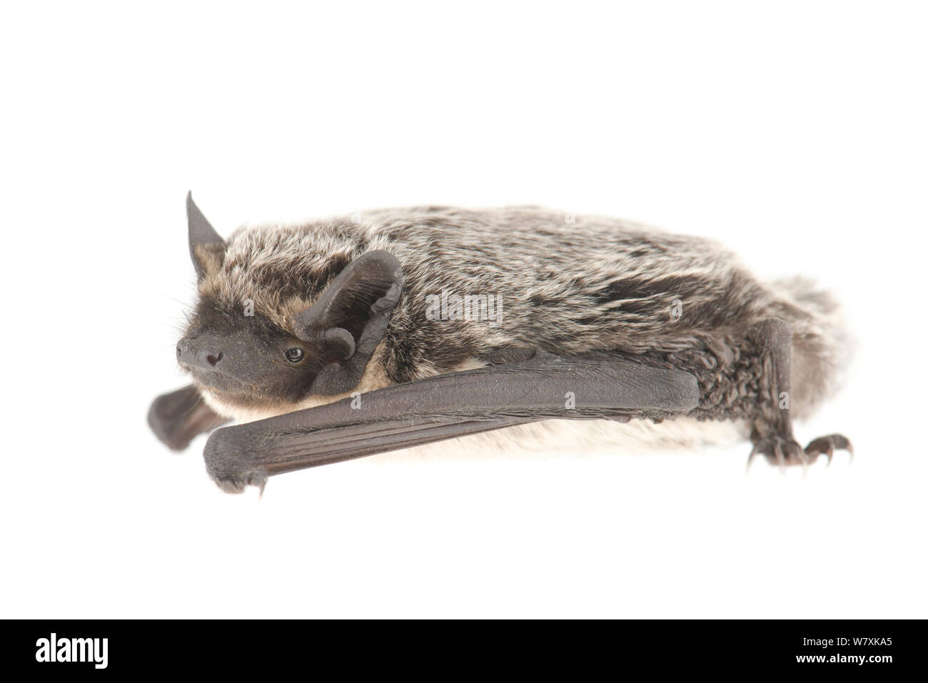 Parti - farbige bat (Vespertilio murinus) in den Niederlanden, August. Meetyourneighbors.net Projekt Stockfoto