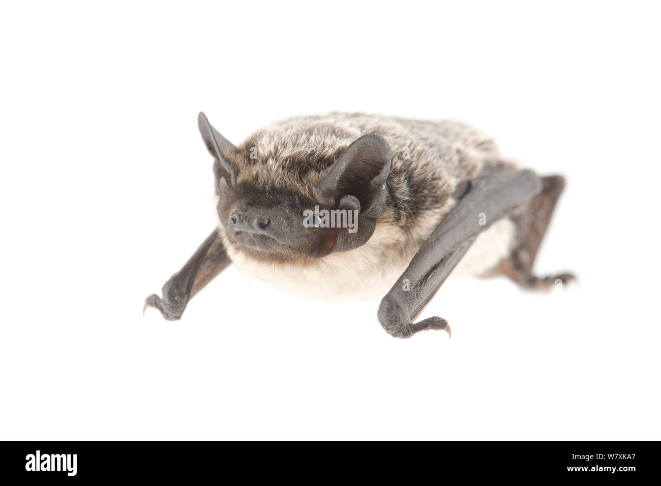 Parti - farbige bat (Vespertilio murinus) in den Niederlanden, August. Meetyourneighbors.net Projekt Stockfoto