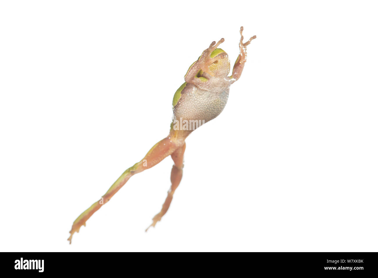 Laubfrosch (Hyla arborea) Weibliche springen, Frankreich, April. Meetyourneighbors.net Projekt Stockfoto