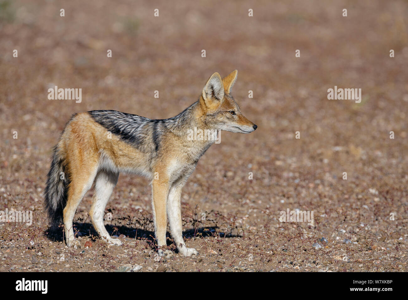 Black-backed Jackal (Canis mesomelas), Botswana. Juli. Stockfoto