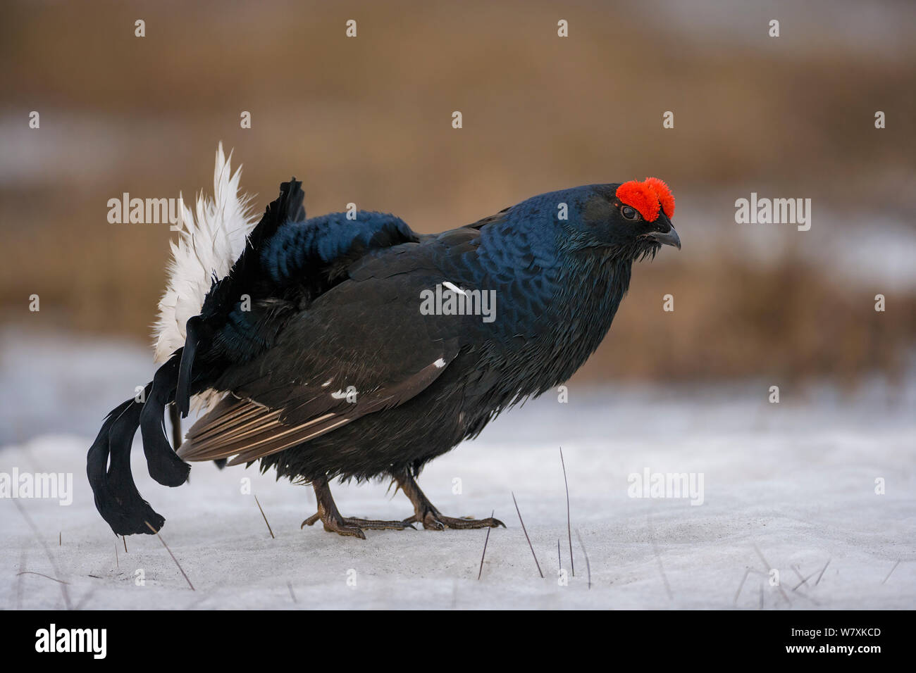 Männliche Birkhuhn (Tetrao tetrix) auf Schnee mit der Lek. Skelleftea, Schweden. Mai. Stockfoto