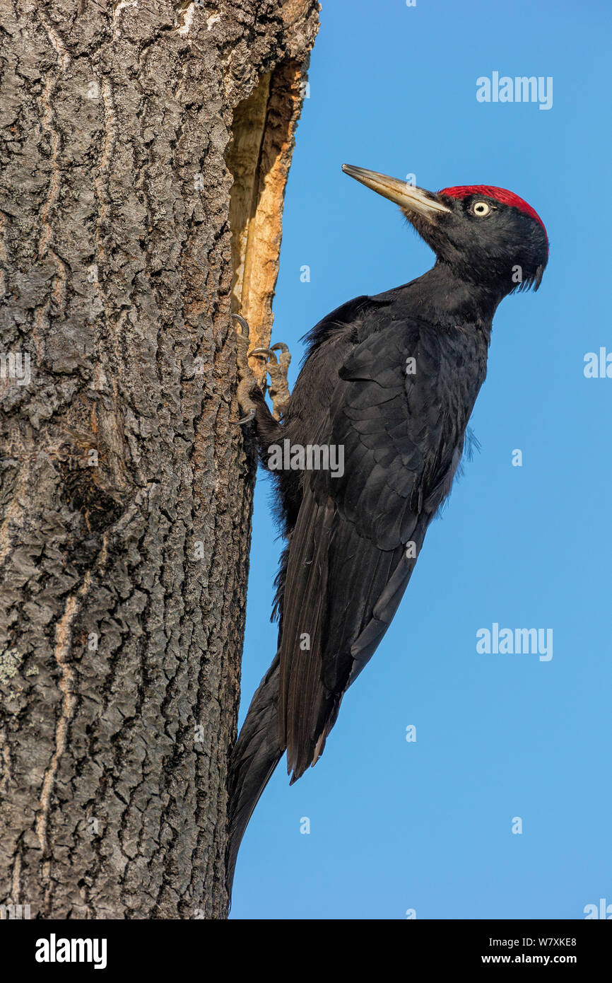 Schwarzspecht (Dryocopus martius) am Nest hole. Östersund, Schweden. Juni. Stockfoto