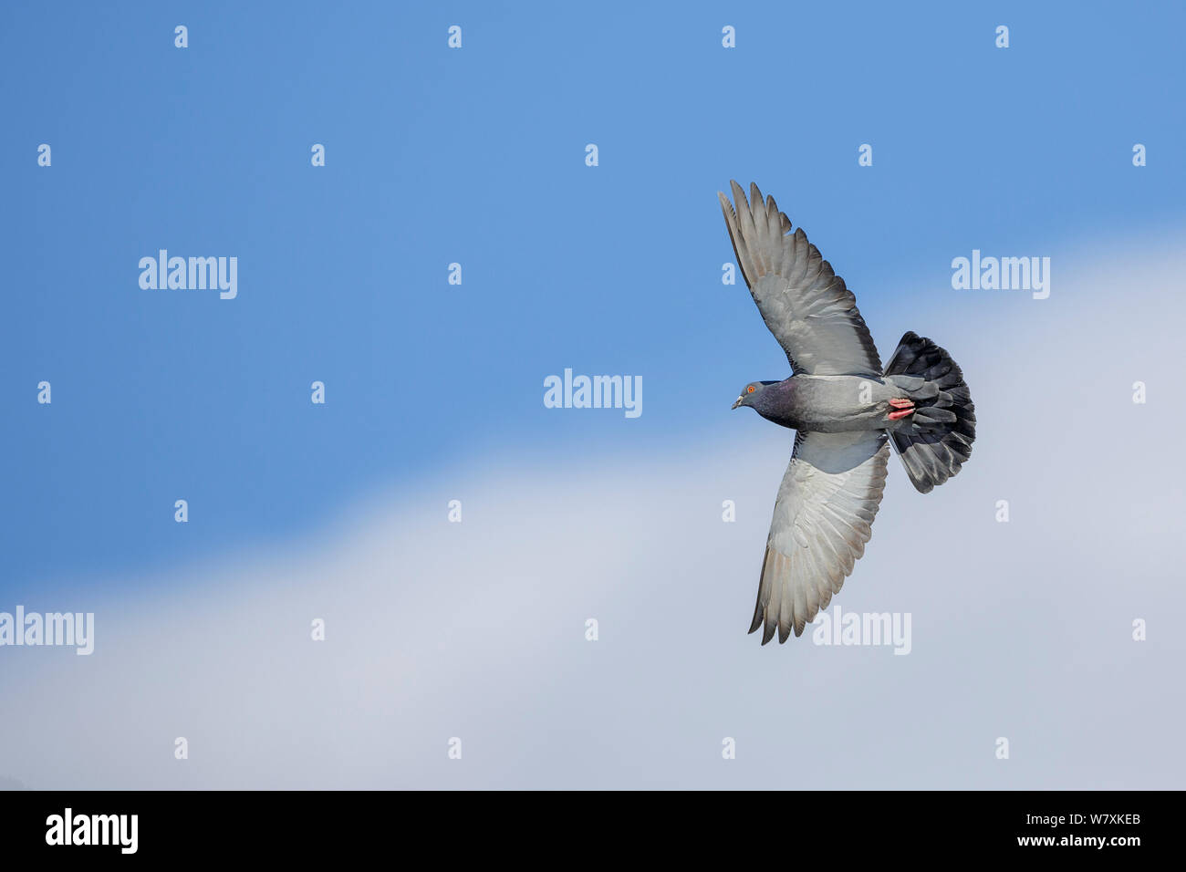 Europäische Ringeltaube (Columba palumbus) im Flug. Südliches Norwegen. April. Stockfoto