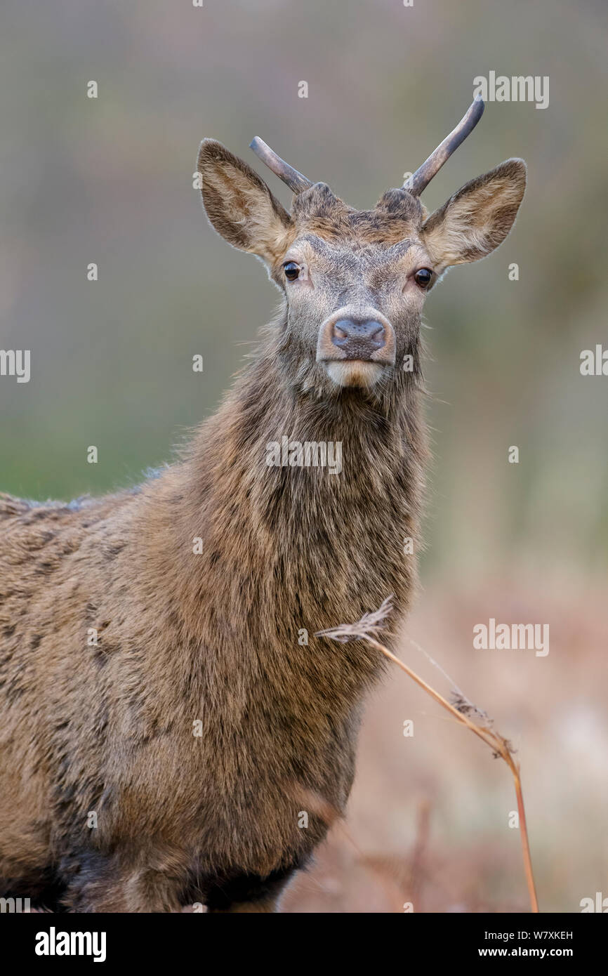 Junge Rothirsch (Cervus elaphus) Rothirsch/spiker neugierig an Fotografen suchen. Close-up von Kopf und Schultern, Portrait. Richmond Park, London, England, UK. Dezember. Stockfoto