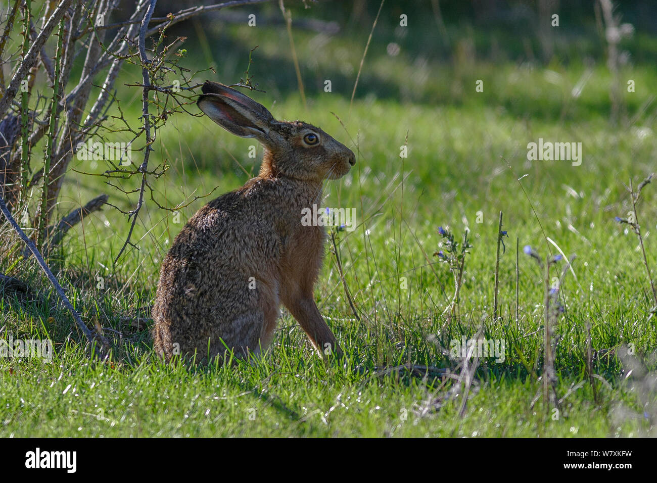 Europäische Hase oder Feldhase (Lepus europaeus) in einer halb alert Haltung. Eingeführte Arten. North Canterbury, Südinsel, Neuseeland. April. Stockfoto