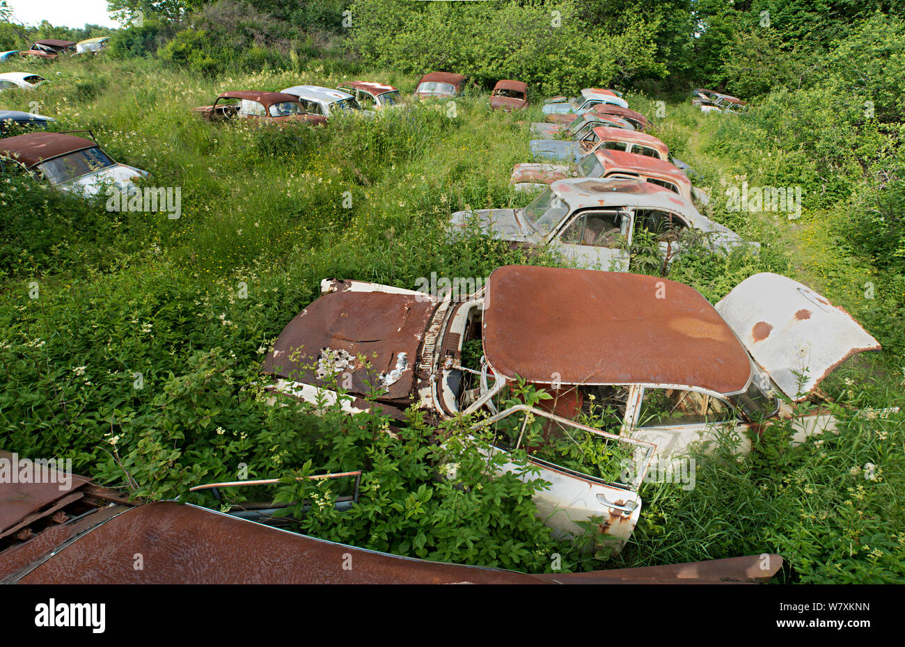 Rostenden Autos mit Pflanzen bewachsen, Bastnas auto Friedhof, Värmland, Schweden, Juli. Stockfoto