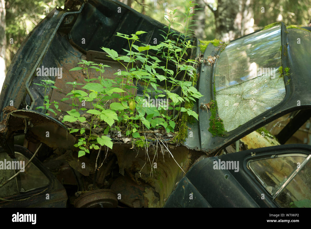 Altes Auto mit Pflanzen, Bastnas auto Friedhof, Värmland, Schweden, Juli. Stockfoto