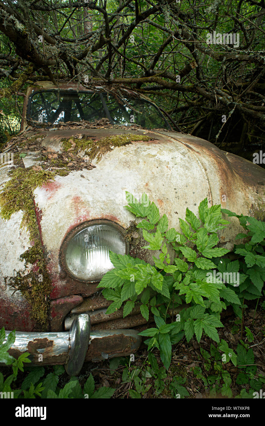 Alten, verlassenen Auto unter Herabgefallene Äste, Bastnas auto Friedhof, Värmland, Schweden, Juni. Stockfoto