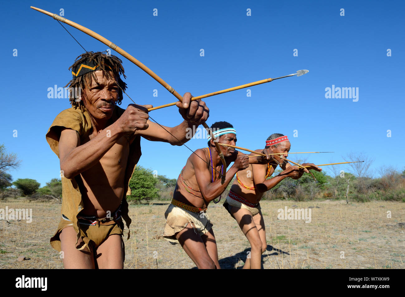 Naro San Buschmännern Jagd im Busch mit traditionellen Bogen und Pfeile, Kalahari, Ghanzi region, Botswana, Afrika. Trockene Jahreszeit, Oktober 2014. Stockfoto