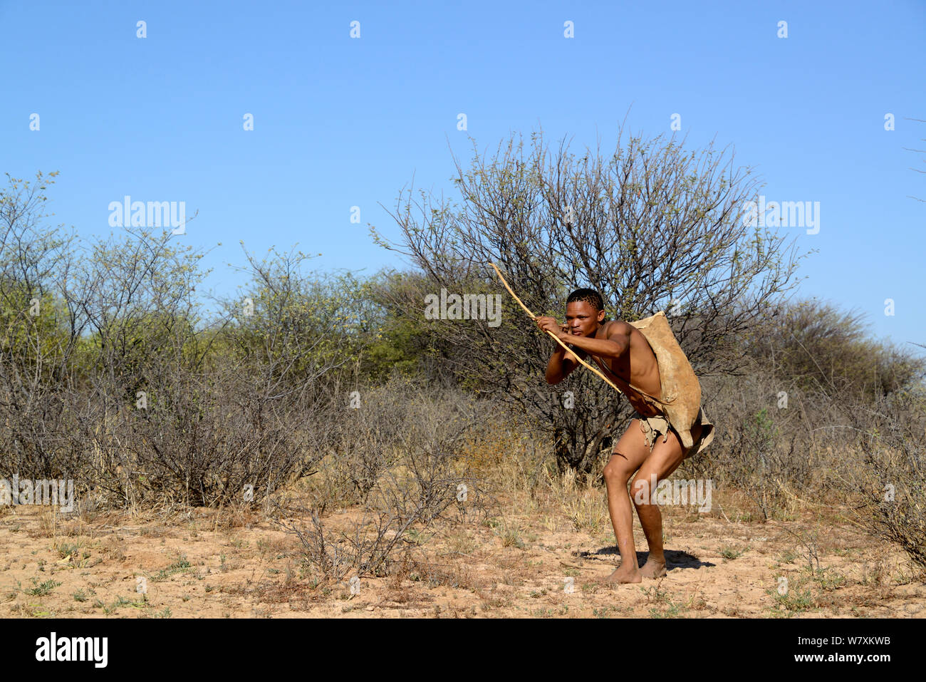 Naro San Buschmänner Jagd im Busch mit traditioneller Pfeil und Bogen, Kalahari, Ghanzi region, Botswana, Afrika. Trockene Jahreszeit, Oktober 2014. Stockfoto