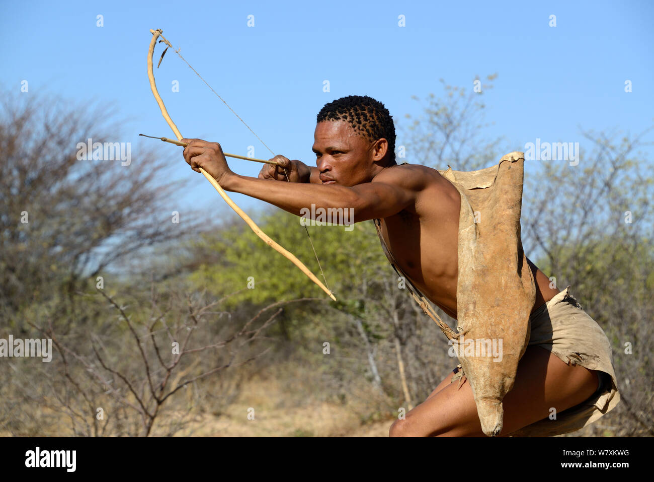 Naro San Buschmänner Jagd im Busch mit traditioneller Pfeil und Bogen, Kalahari, Ghanzi region, Botswana, Afrika. Trockene Jahreszeit, Oktober 2014. Stockfoto