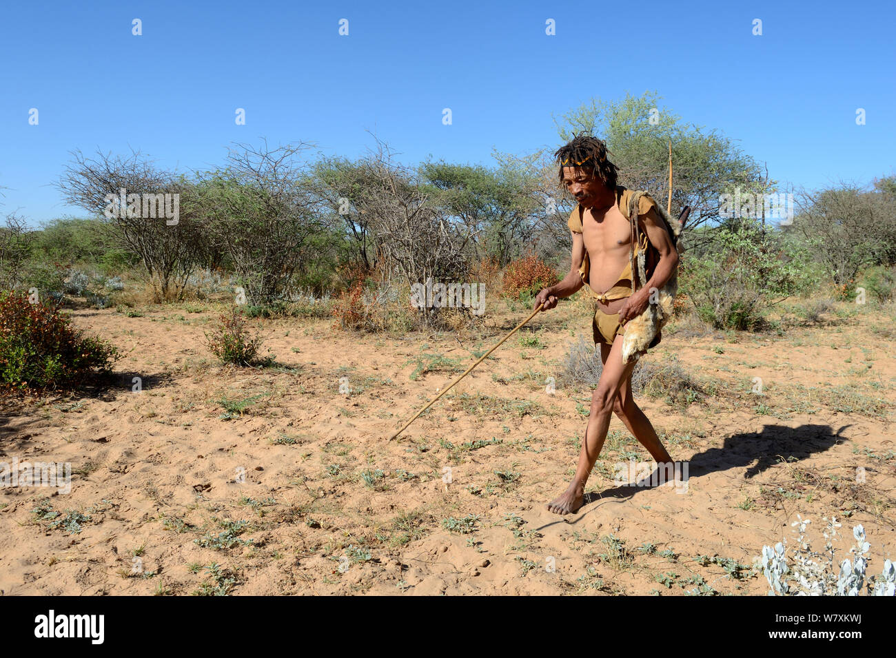 Naro San Buschmänner jagen, Verfolgen von wilden Tieren. Kalahari, Ghanzi region, Botswana, Afrika. Trockene Jahreszeit, Oktober 2014. Stockfoto