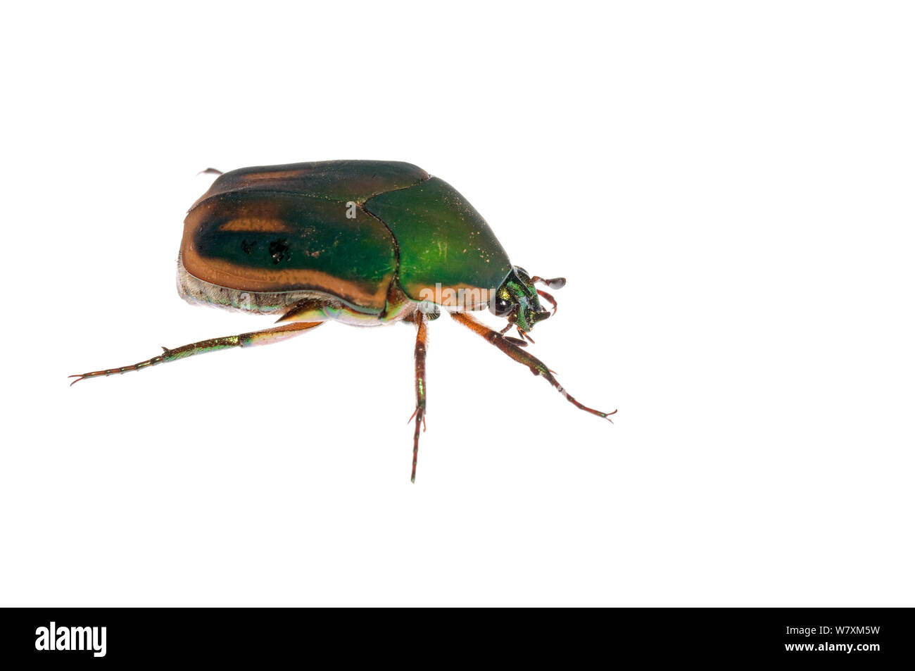 Grüne Juni Käfer (Cotinis Nitida) südlichen Appalachians, South Carolina, USA, September. Meetyourneighbors.net Projekt Stockfoto