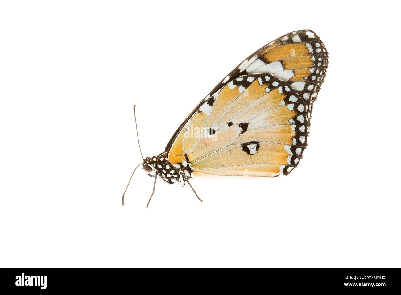 Weniger Wanderer Schmetterling (Danaus petilia) plutonischen Gold Mine, meekatharra Shire, Gascoyne Bioregion, Western Australia. Meetyourneighbtous.net Projekt Stockfoto