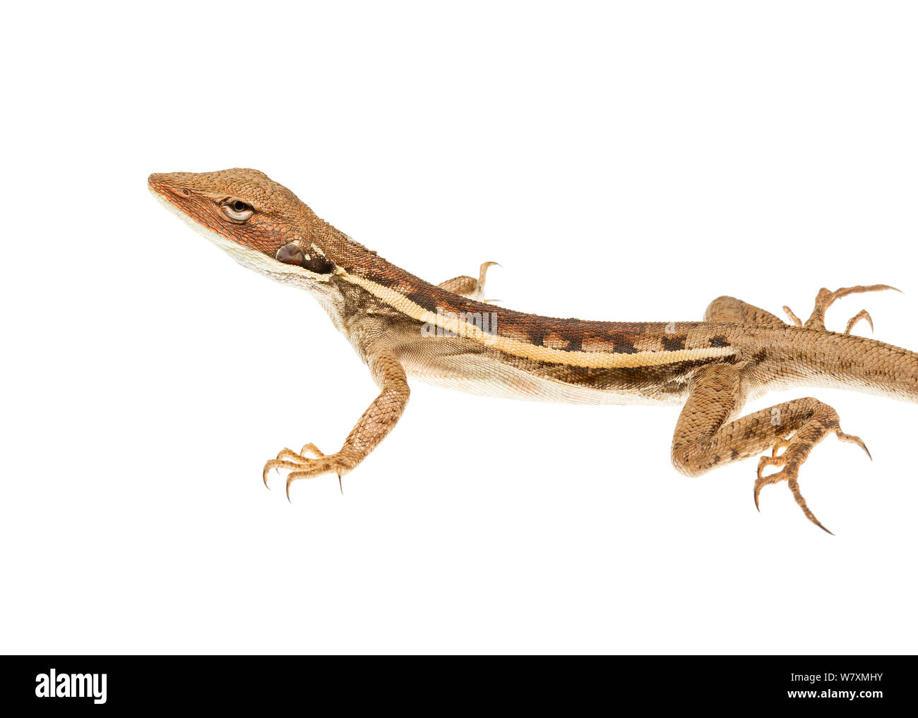 Spitzzange Dragon (Lophognathus longirostris) plutonischen Gold Mine, meekatharra Shire, Gascoyne Bioregion, Western Australia. Meetyourneighbtous.net Projekt Stockfoto