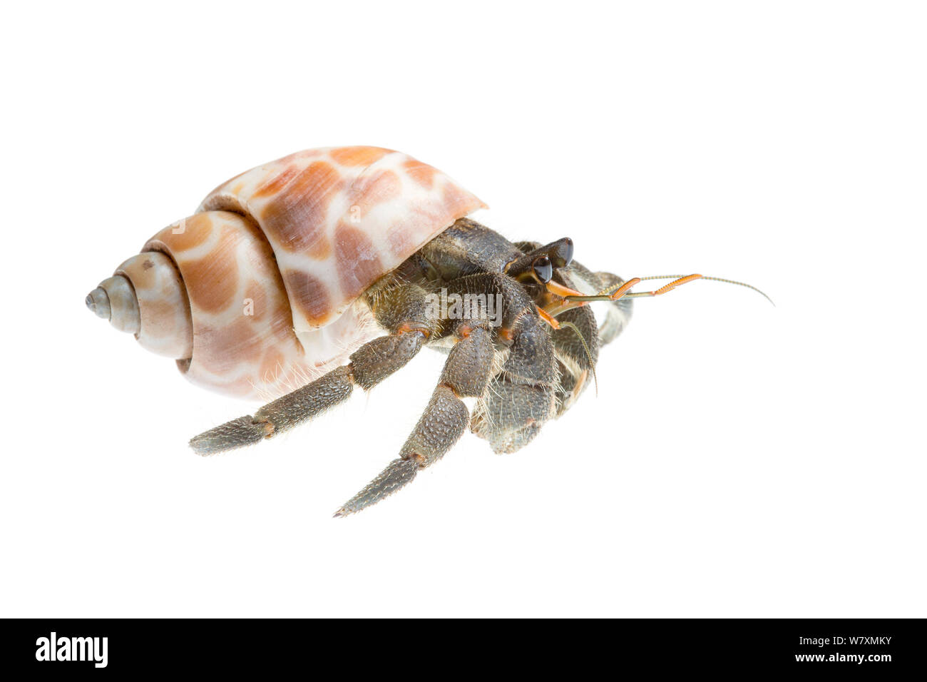 Indonesische Einsiedlerkrebs (Coenobita sp) Bali, Indonesien. Meetyourneighbtous.net Projekt Stockfoto