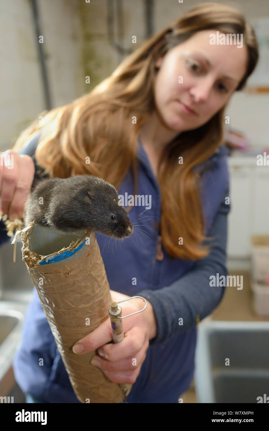 Kathy Halter Inspektion dunkelhaarige Schottische Rasse Wasser vole (Arvicola amphibius), Teil des Zuchtprogramm zu wiedereinführung Projekt, Derek Gow Beratung, in der Nähe von Lifton, Devon, UK, März 2014. Model Released. Stockfoto