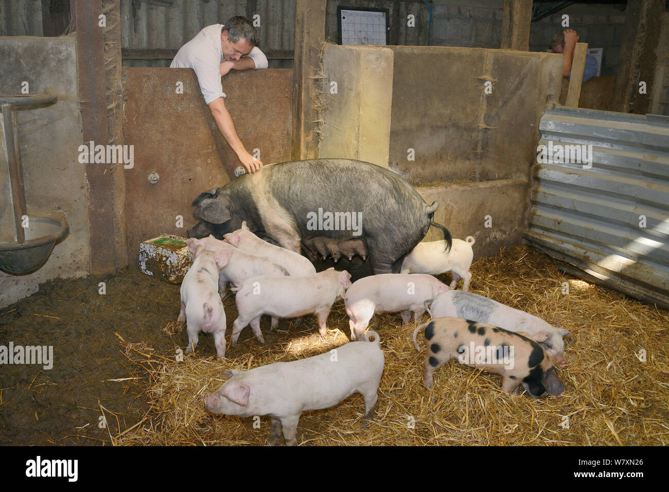 Tierarzt Dewi Jones Inspektion eines britischen Saddleback säen und Ihr Wurf von Ferkeln in einer Scheune, Gloucestershire, UK, September 2014. Model Released. Stockfoto