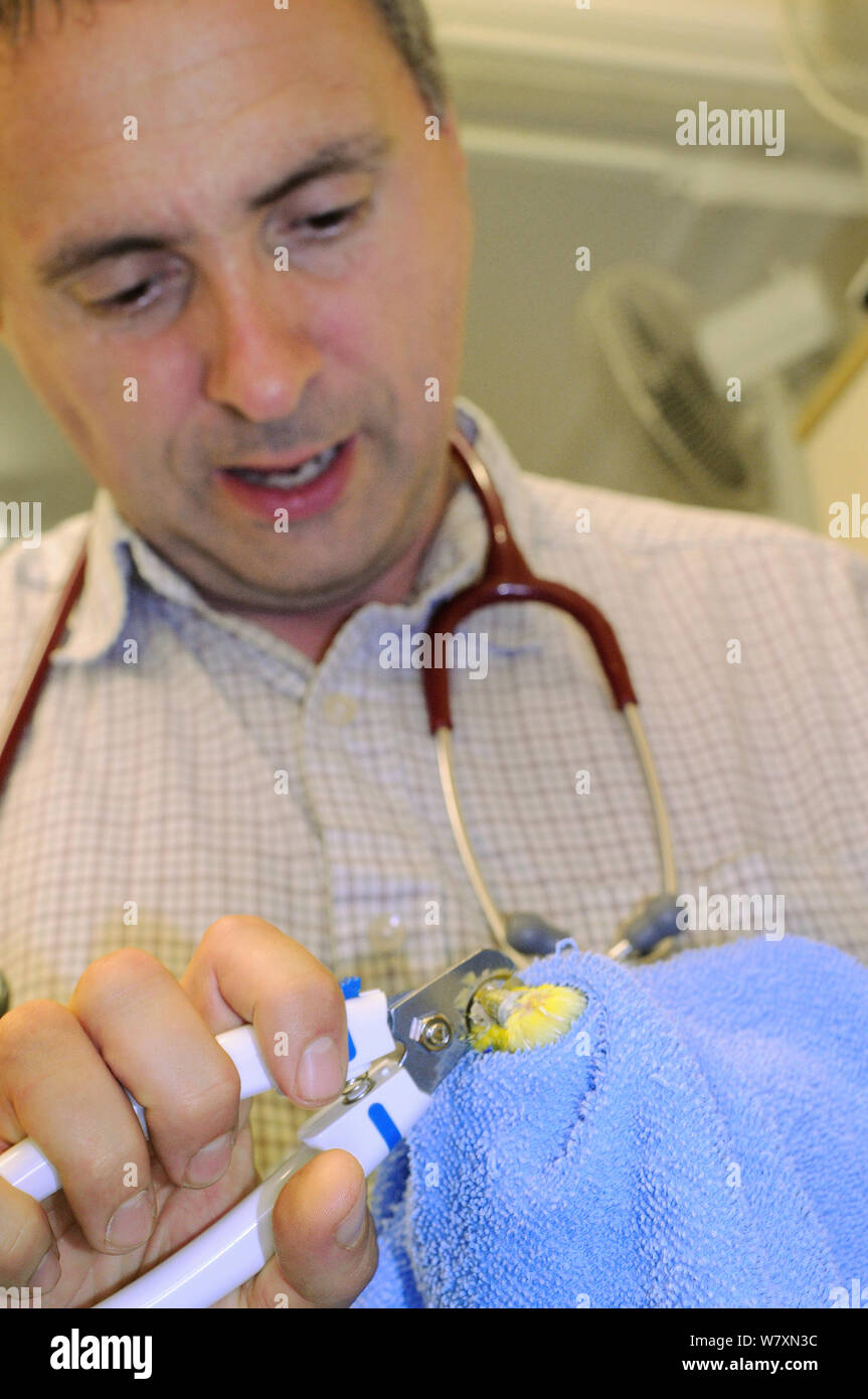 Tierarzt Dewi Jones Clipping der Schnabel eines Wellensittich (Melopsittacus undulatus) in seine Klinik, Wiltshire, UK, September 2014. Model Released. Stockfoto