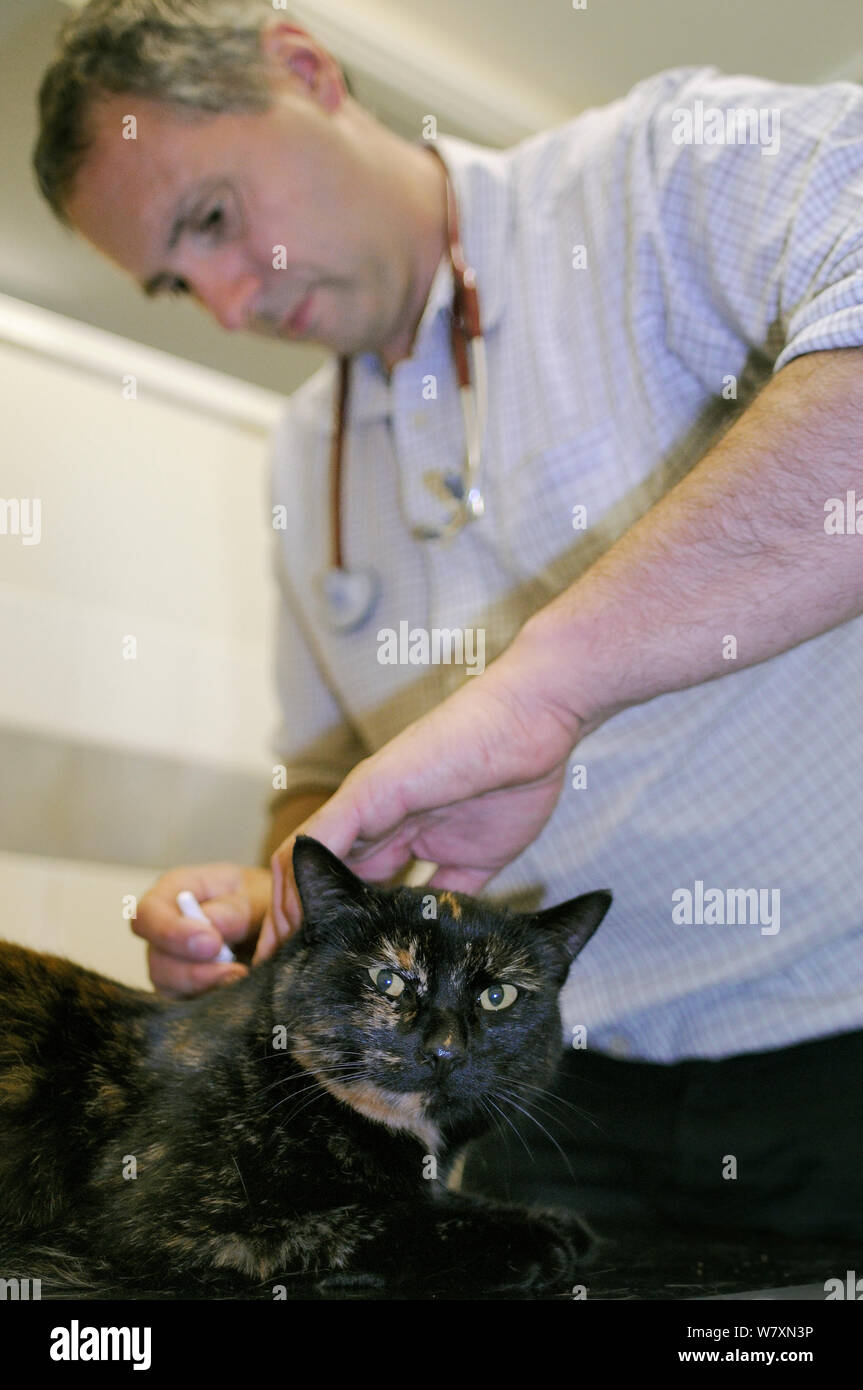 Tierarzt Dewi Jones Behandlung einer Hauskatze mit Harvest Milben (Trombiculicidae) in seinen Ohren in seine Klinik, Wiltshire, UK, September 2014. Model Released. Stockfoto