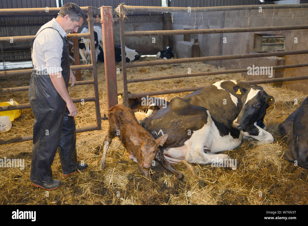 Tierarzt Dewi Jones gerade 30 Minuten alt neugeborenes Holstein Friesen Kalb (Bos taurus), zu seinen Füßen neben seiner Mutter in einer Scheune, Gloucestershire, UK, September 2014. Model Released. Stockfoto