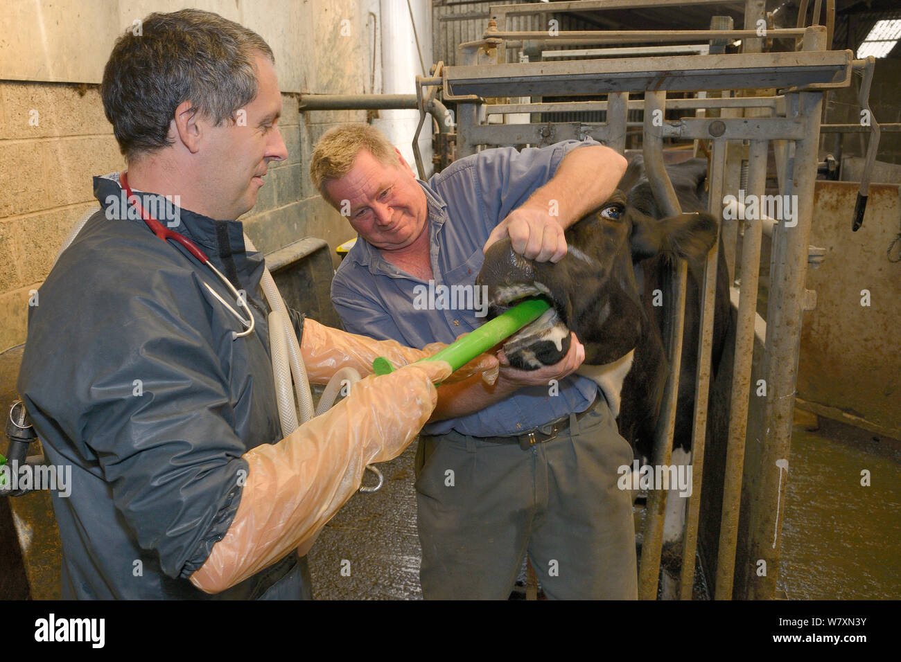 Tierarzt Dewi Jones einfügen einen Schlauch in den Magen eines kranken Holstein friesischen Rind (Bos taurus) durch einen Landwirt gehalten, vor Pumpen Kaffee in zu Verstopfung, Gloucestershire, UK, September 2014. Model Released. Stockfoto