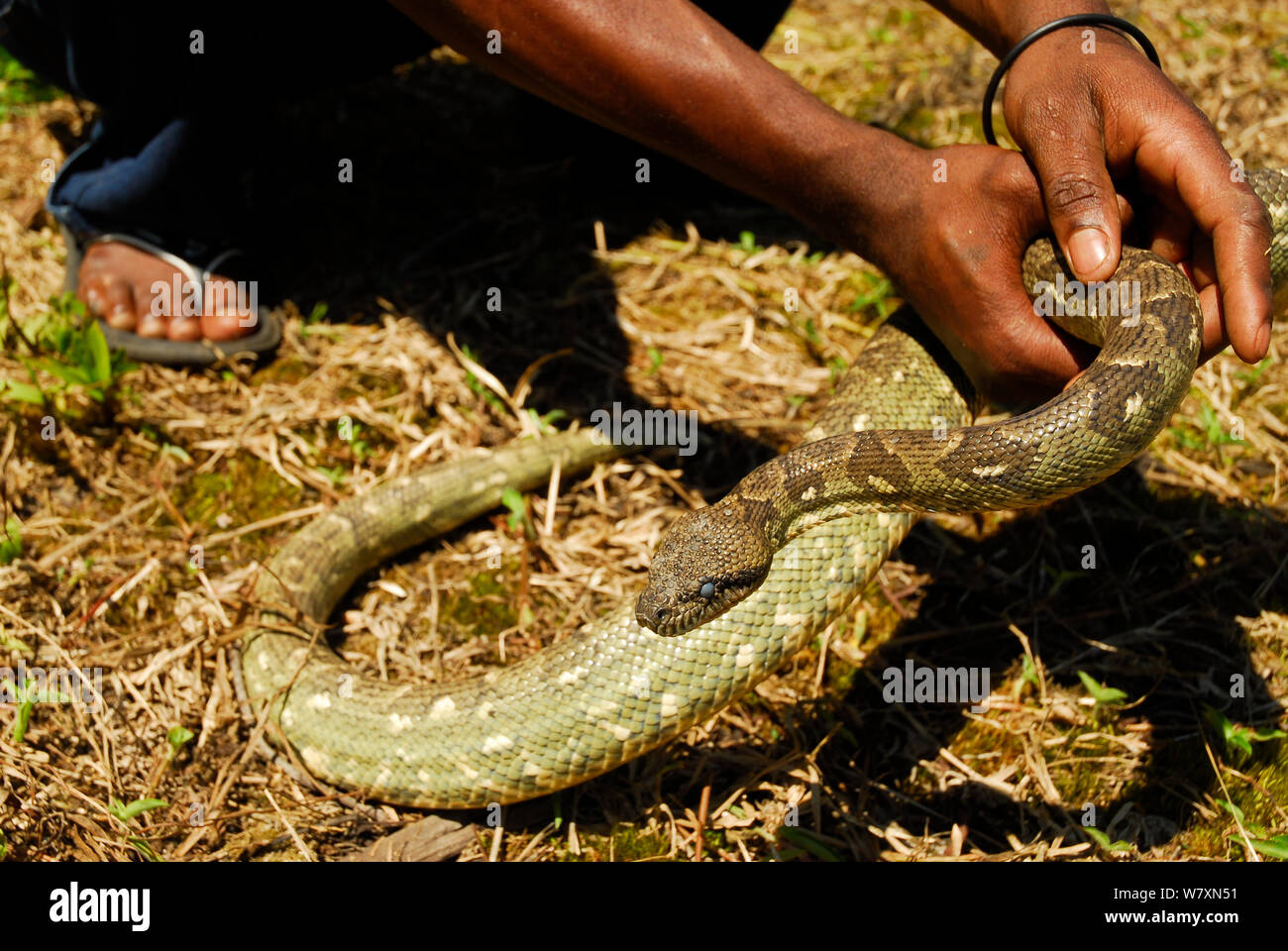 Mann, Madagaskar Boa (Sanzinia madagascariensis) Ranomafana Nationalpark, Madagaskar. Stockfoto