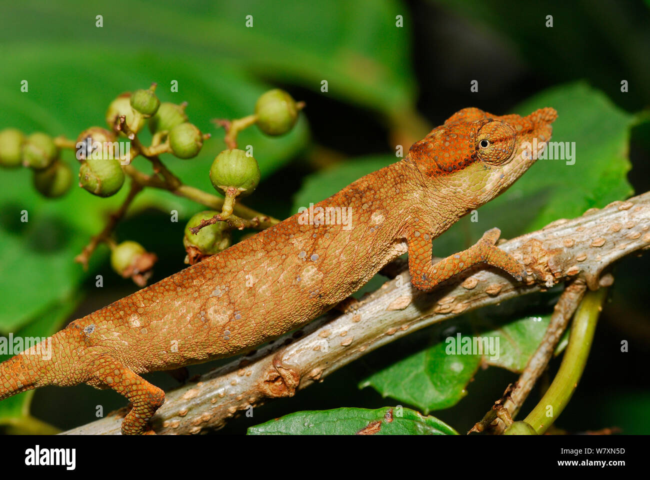 Big-gerochene Chameleon (Calumma nasutum) Ranomafana Nationalpark, Madagaskar. Stockfoto