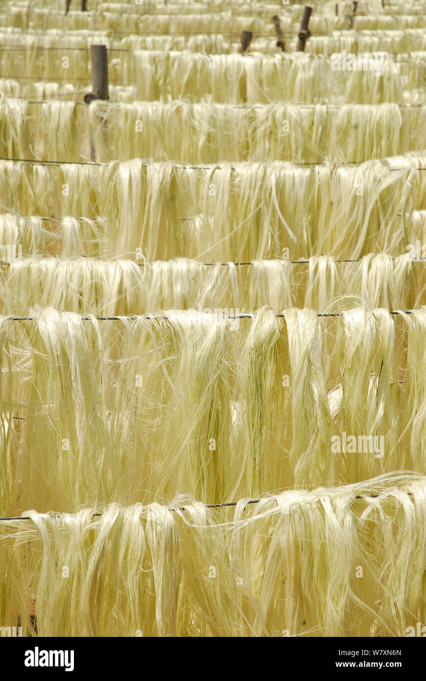 Sisal (Agave sisalana) Fasern trocknen außerhalb der Fabrik, Berenty, Süden Madagaskars. März 2005. Stockfoto