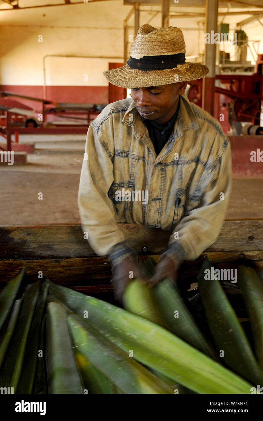 Arbeiter in der Fabrik mit cut Sisal (Agave sisalana) für die Herstellung von Seil verwendet. Berenty, Süden Madagaskars. März 2005. Stockfoto