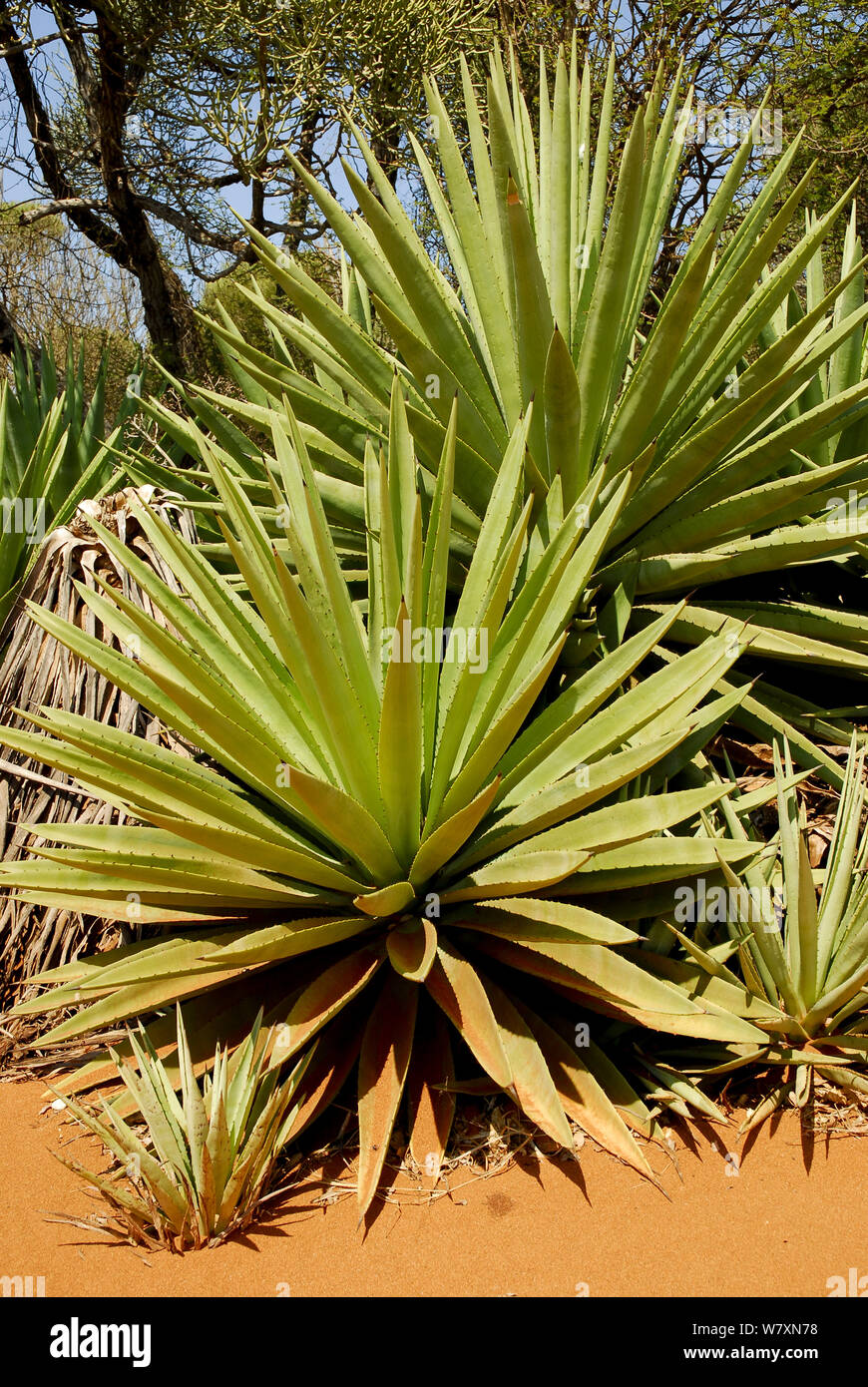 sisal-hanf-agave-sisalana-fotos-und-bildmaterial-in-hoher-aufl-sung