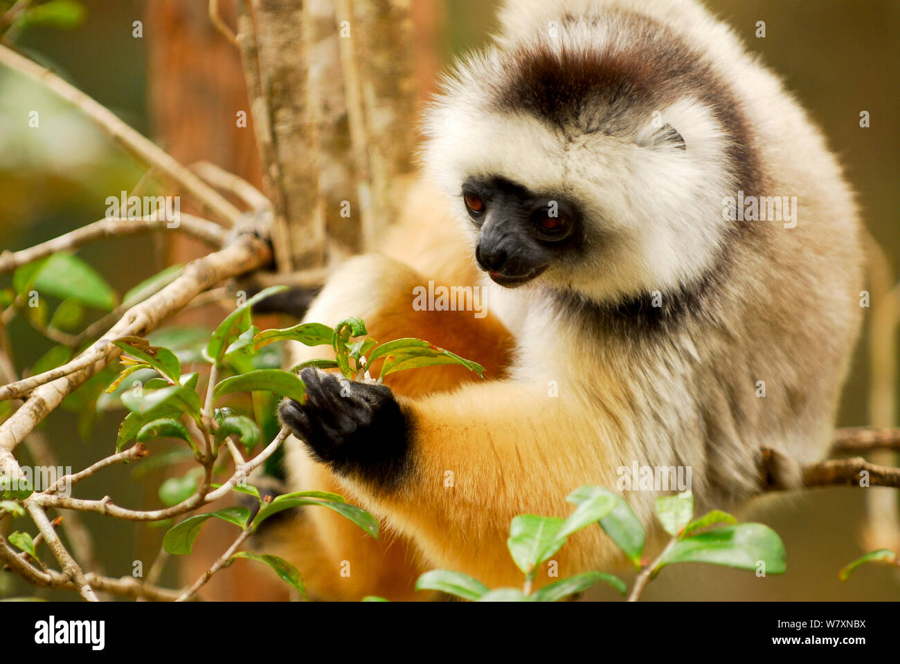 Diademed sifaka (Propithecus diadema) eingezogen. Semi captive, private Reserve in der Nähe von Andasibe-Mantadia National Park. Endemisch auf Madagaskar, vom Aussterben bedrohten Arten. Stockfoto