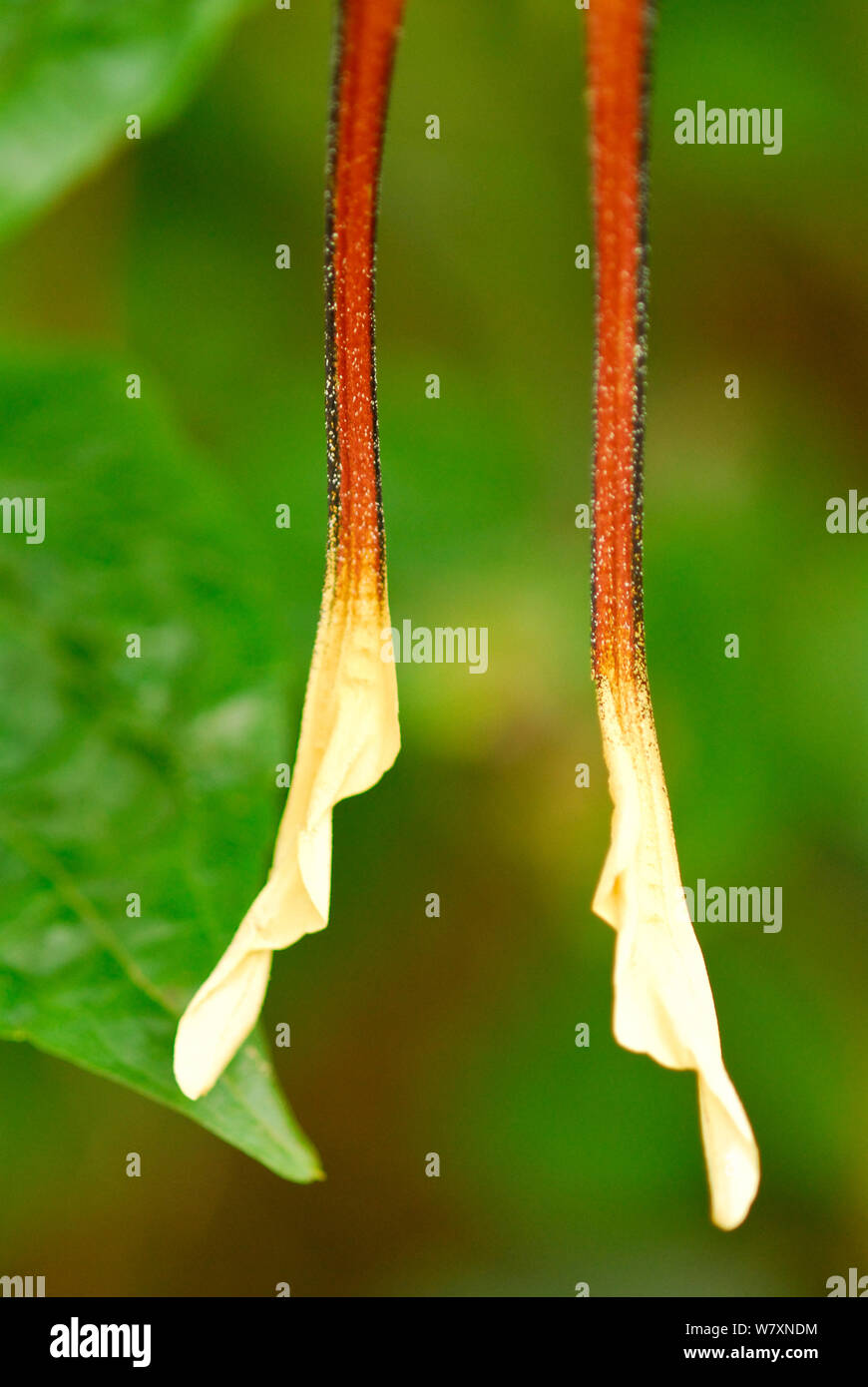 Schwänze auf hinterflügel von Comet Motte (Argema mittrei) unverlierbaren, endemisch auf Madagaskar. Stockfoto