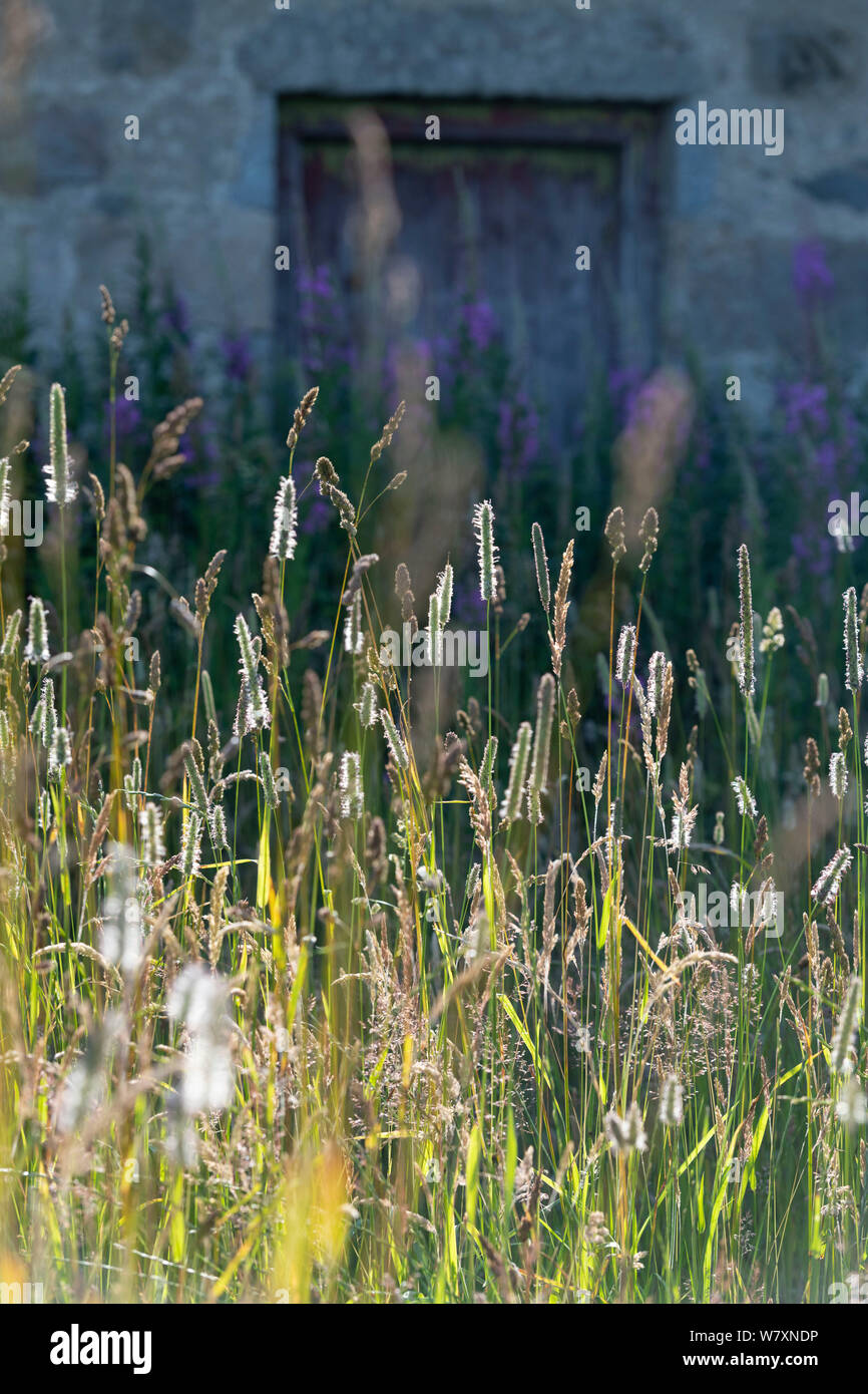 Eine Vielzahl von Gräsern, einschließlich Wiese Foxtail, Oval Segge & Kriechen Soft-Grass, auf Grünland Vor einer stillgelegten Bauernhof Stockfoto