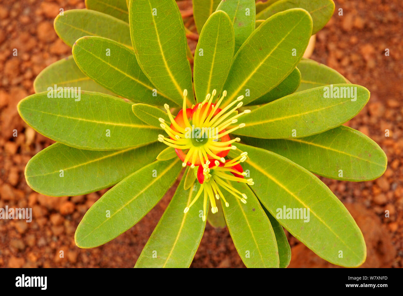 Pflanze (Xanthostemon Auriantalun) Parc Provincial De La Rivière Bleue / Blue River Provincial Park, Neu-Kaledonien. Endemisch. Stockfoto