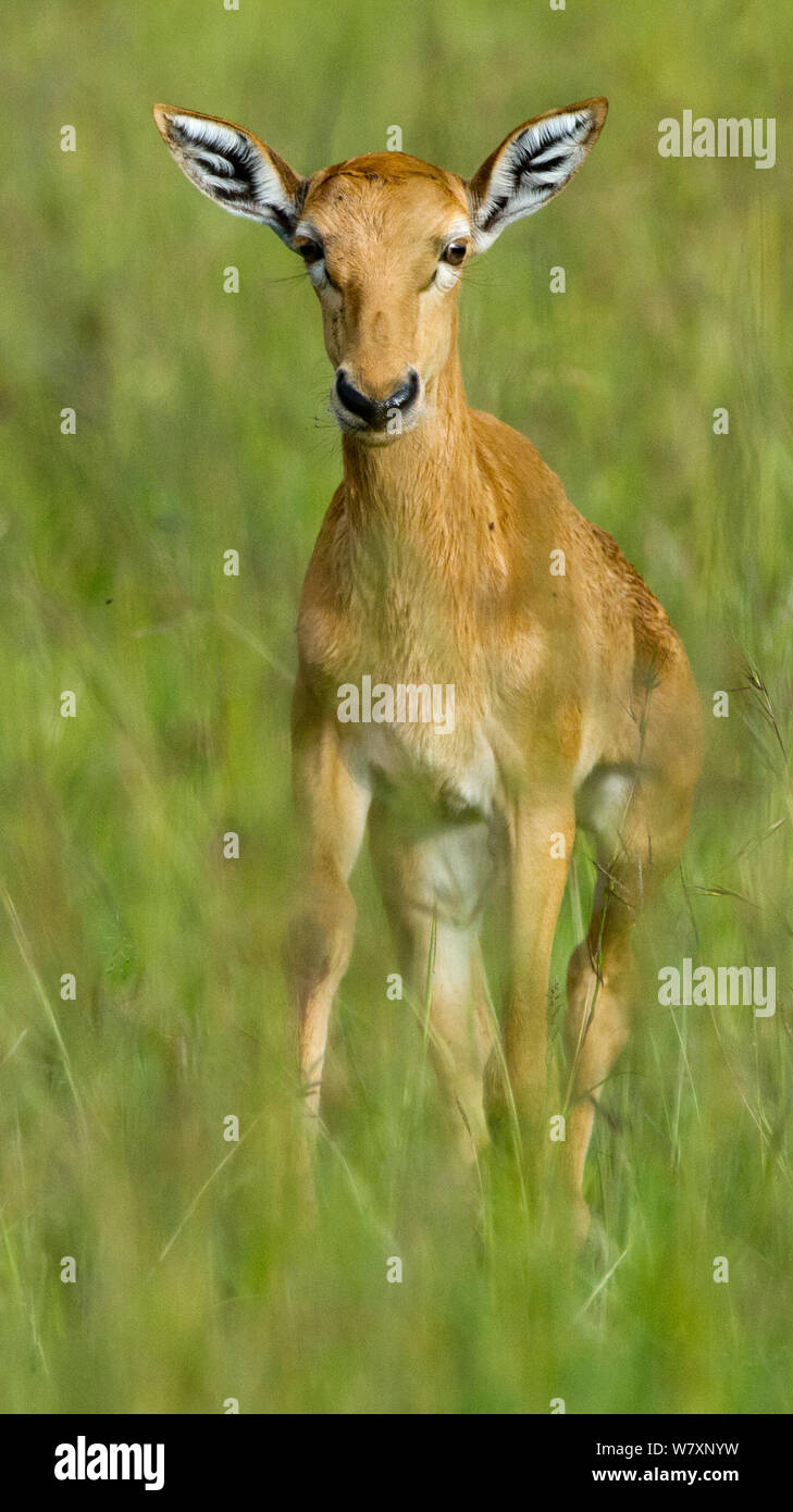 Neugeborene Topi (Damaliscus lunatus korrigum/Damaliscus) Porträt, Masai-Mara Game Reserve, Kenia. Stockfoto