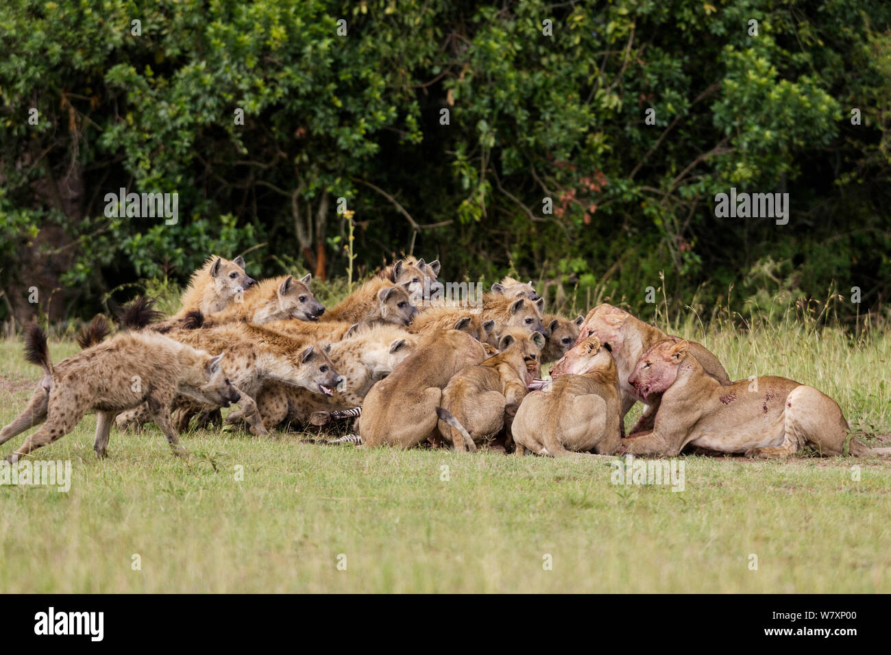 Tüpfelhyäne (Crocuta crocuta) Pack herausfordernde Löwinnen (Panthera leo) für töten, Masai-Mara Game Reserve, Kenia. Stockfoto