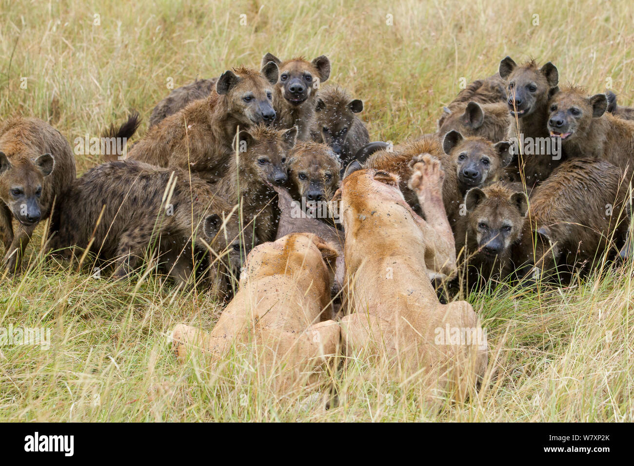 Zwei Löwinnen (Panthera leo) versuchen, Töten von großen Rudel Tüpfelhyänen zu verteidigen (Crocuta crocuta) Masai-Mara Game Reserve, Kenia. Stockfoto