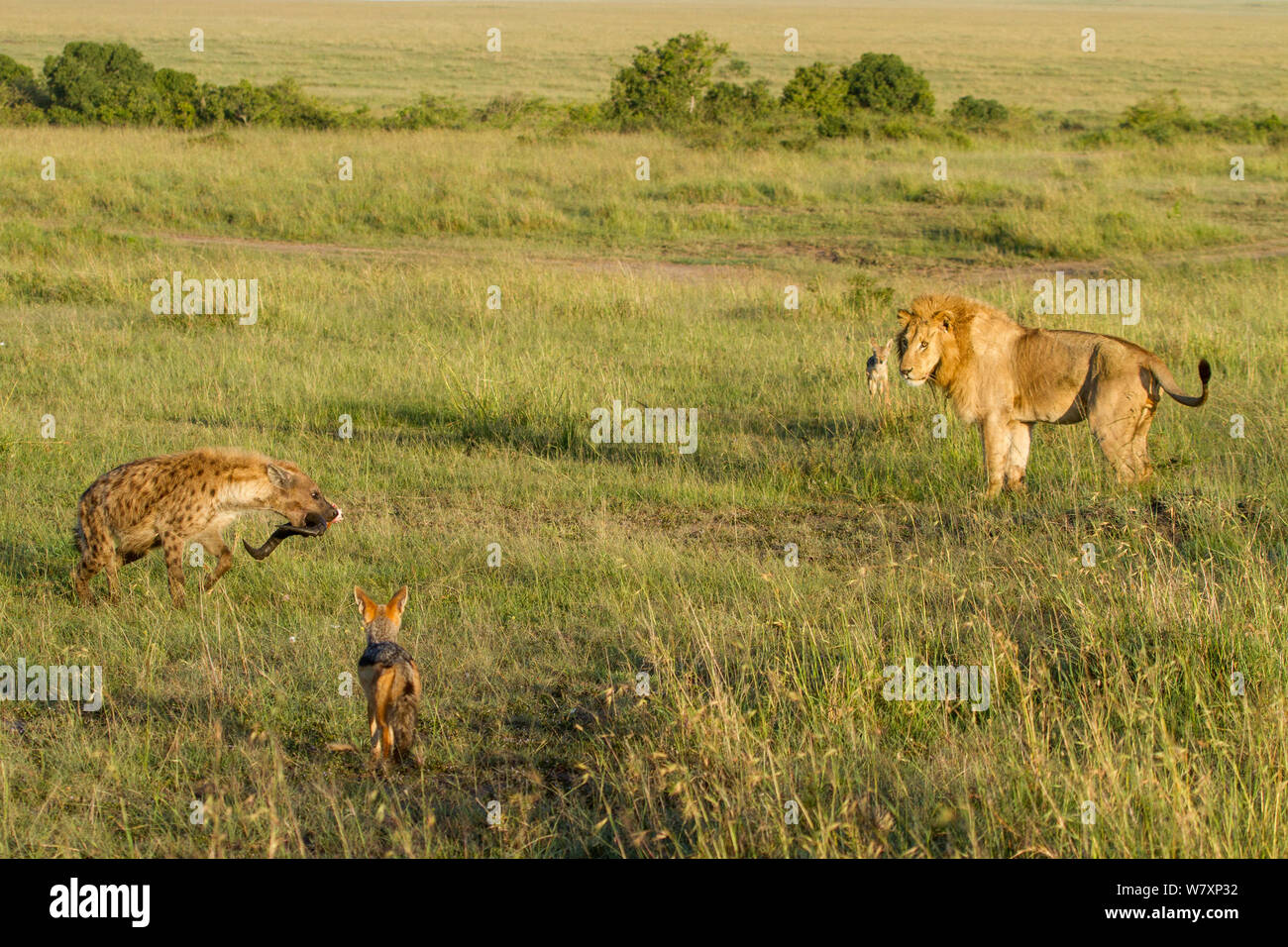 Männliche Löwe (Panthera leo), Tüpfelhyäne (Crocuta crocuta) und black-backed Jackals (Canis mesomelas) am Standort von Töten, Masai-Mara Game Reserve, Kenia. Stockfoto