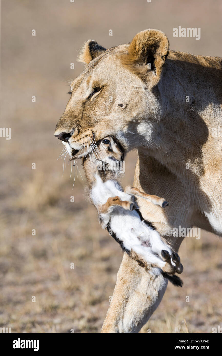 Gazelle und löwe Fotos und Bildmaterial in hoher Auflösung Alamy